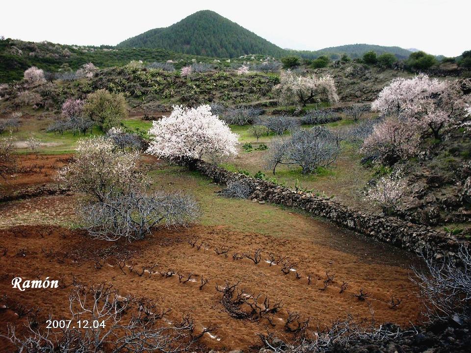 NUESTRA ISLA TENERIFE LA RUTA DE LOS ALMENDROS EN FLOR (Santiago del NUESTRA ISLA TENERIFE LA RUTA DE LOS ALMENDROS EN FLOR (Santiago del